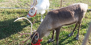 Reindeer Hire | Unicorn hire  in London  and Essex gallery image 1