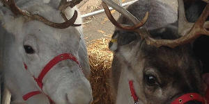Reindeer Hire | Unicorn hire  in London  and Essex gallery image 6