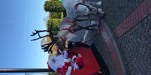 Reindeer Hire | Unicorn hire  in London  and Essex gallery image 11