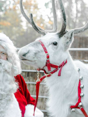 Gallery | Reindeer Hire company in London  and Essex gallery image 40