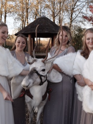 Reindeer Hire | Unicorn hire  in London  and Essex gallery image 15