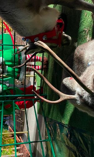 Gallery | Reindeer Hire company in London  and Essex gallery image 23