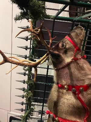 Gallery | Reindeer Hire company in London  and Essex gallery image 20