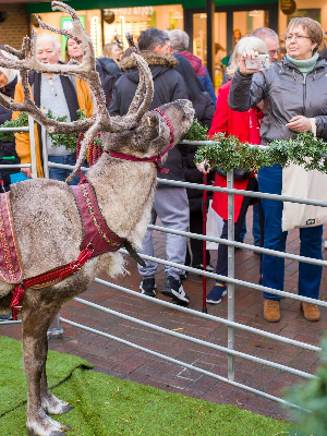 Gallery | Reindeer Hire company in London  and Essex gallery image 35