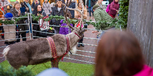 Gallery | Reindeer Hire company in London  and Essex gallery image 36