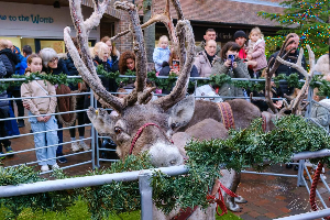 Gallery | Reindeer Hire company in London  and Essex gallery image 24