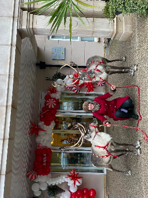 Gallery | Reindeer Hire company in London  and Essex gallery image 30