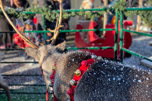 Gallery | Reindeer Hire company in London  and Essex gallery image 27