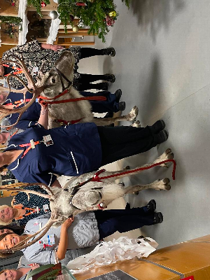 Gallery | Reindeer Hire company in London  and Essex gallery image 26