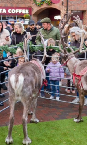 Gallery | Reindeer Hire company in London  and Essex gallery image 53