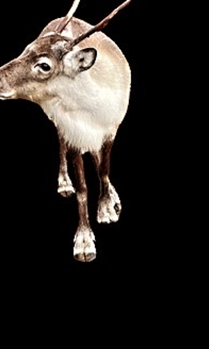 Gallery | Reindeer Hire company in London  and Essex gallery image 49