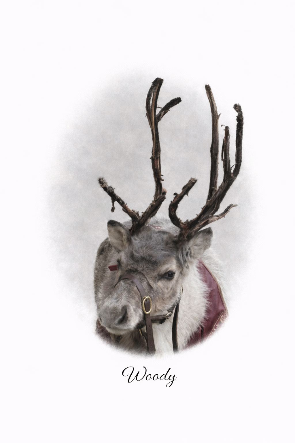 Unicorn hire  in London  and Essex