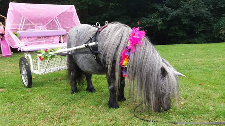 Pony at my party. Pony rides at your party essex | pony at my party gallery image 16