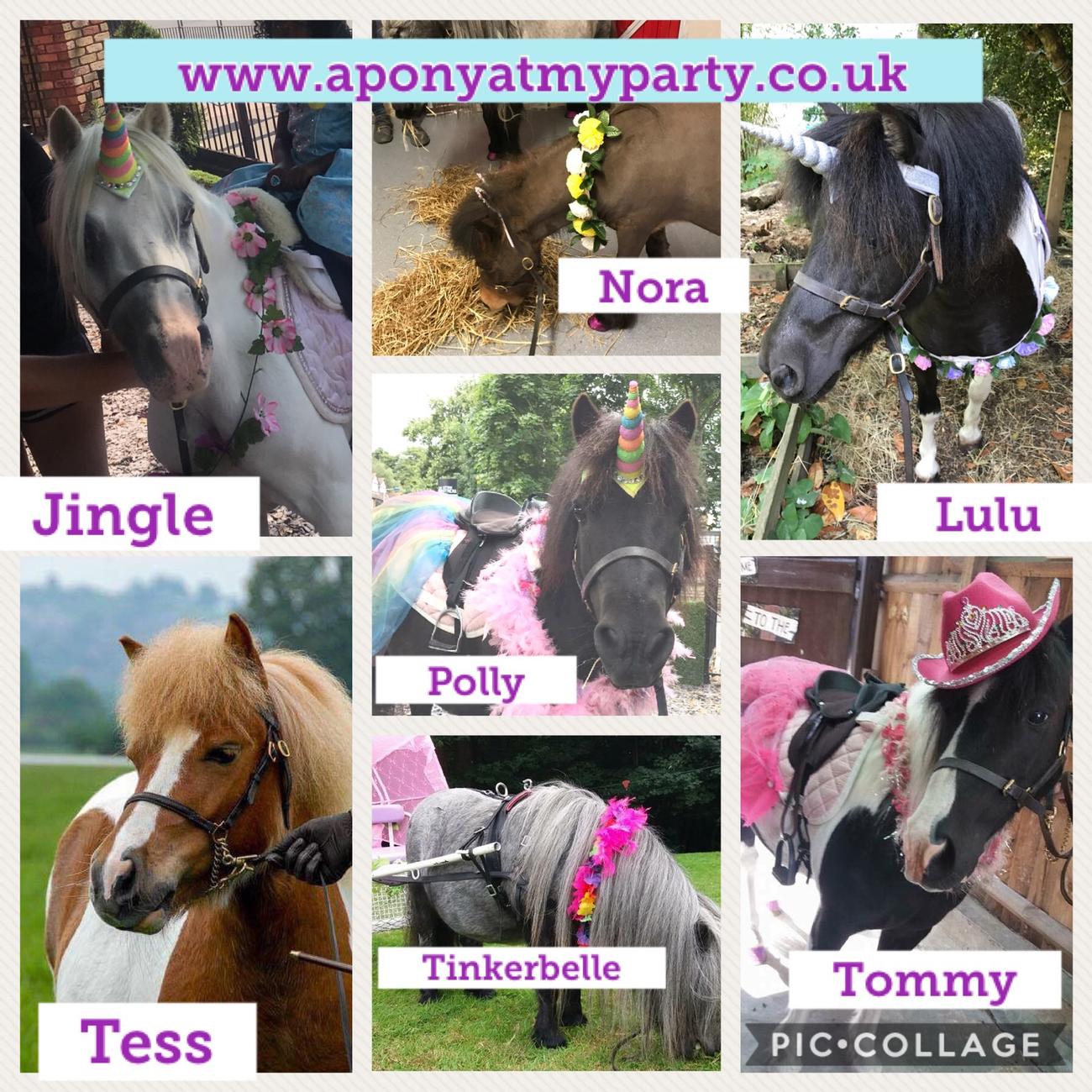 Pony at my party. Pony rides at your party essex | pony at my party gallery image 18