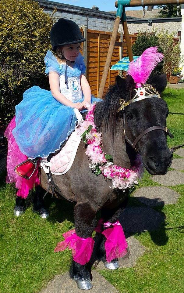 Pony at my party. Pony rides at your party essex | pony at my party gallery image 9
